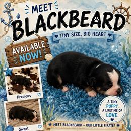 Blackbeard - Black and tan male Chihuahua puppy in Seneca, Missouri from Stephanie’s Puppy Colony