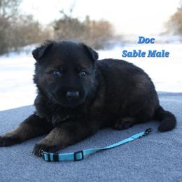 Doc - Sable male German Shepherd puppy in Ratcliff, Arkansas from Ridgeline Shepherds