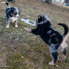 Australian Mountain Doodle, Bernedoodle, Companion Cross, and Shihpoo Puppies from Perfect Companion Puppies