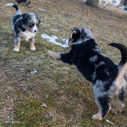 Australian Mountain Doodle, Bernedoodle, Companion Cross, and Shihpoo Puppies from Perfect Companion Puppies