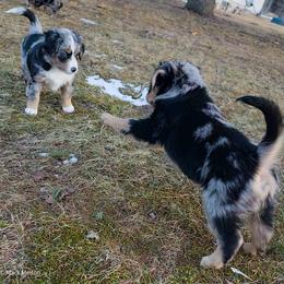 Australian Mountain Doodle, Bernedoodle, Companion Cross, and Shihpoo Puppies from Perfect Companion Puppies