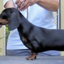 Dachshunds and Whippets from Pipers Whippets and Dachshunds