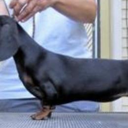 Dachshunds and Whippets from Pipers Whippets and Dachshunds