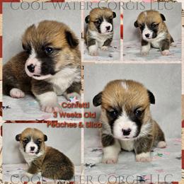 Confetti - Red female Pembroke Welsh Corgi puppy in Kiowa, Colorado from Cool Water Corgis LLC