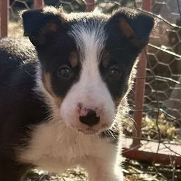 Border Collies from High Velocity Stockdogs
