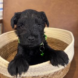 Hunter - Black male Miniature Schnauzer puppy in Lake Elsinore, California from Ironwood Schnauzers