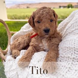 Tito - Red  male Goldendoodle puppy in Melba, Idaho from KZ Doodles