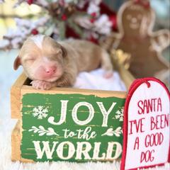 Magic - male Australian Mountain Doodle puppy in Miami, Florida from Jade’s Paws & Co. Of Miami LLC