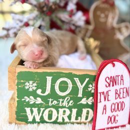 Magic - male Australian Mountain Doodle puppy in Miami, Florida from Jade’s Paws & Co. Of Miami LLC