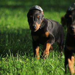 Prada - Black and rust female Doberman Pinscher puppy in Winchester, Ohio from 32 Farms