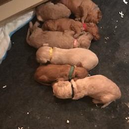 Goldendoodle Puppies from Da Ruba Doodles