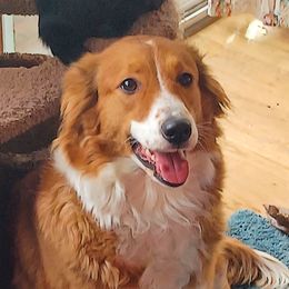 Oriah - Old Time Scotch Collie