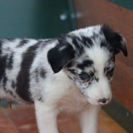 Border Collie Puppies from By Design Farm