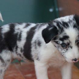 Border Collie Puppies from By Design Farm