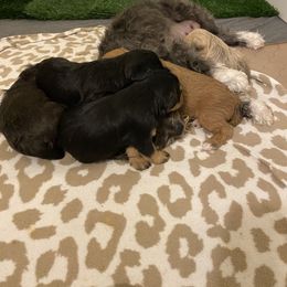 Schnoodle Puppies from Noodle Tings Puppies
