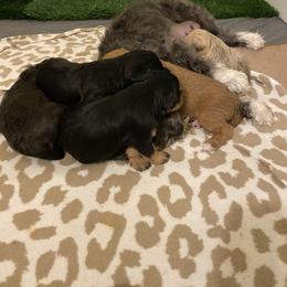 Schnoodle Puppies from Noodle Tings Puppies