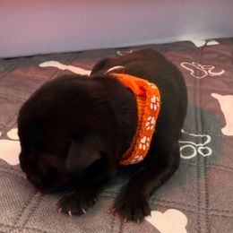 Orange boy - Black male Cane Corso puppy in Branson, Missouri from Silver Summit Cane Corso
