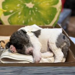 Sunny - Merle female Bernedoodle puppy in Coopersburg, Pennsylvania from Deutsch Hund Haus
