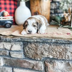 Aussiedoodle, Goldendoodle, Poodle, Saint Berdoodle, Saint Bernard, and Sheepadoodle Puppies from Rocky Ridge Ranch