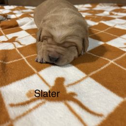 Slater - Yellow male Labrador Retriever puppy in Alcester, South Dakota from Theresa Rhodes
