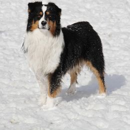 Squeakers - Australian Shepherd