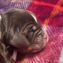 Coyote - Liver white and tan English Springer Spaniel puppy in Worthington, Indiana from Fidelis Springer Spaniels