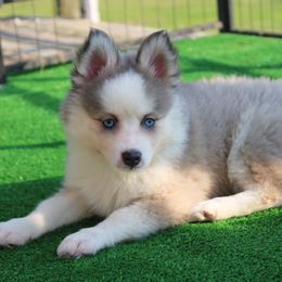 Mist - Blue male Pomsky puppy in Centerville, Iowa from LJ Kennels Pomskies, LLC