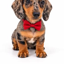 Winston - Dapple male Dachshund puppy in Illinois from William Rotsaert