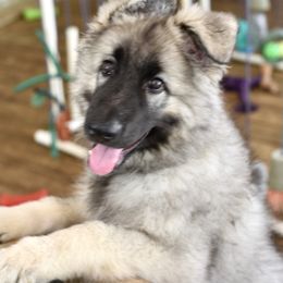 One Love - Gray sable Shiloh Shepherd puppy in Tenafly, New Jersey from Island Shilohs