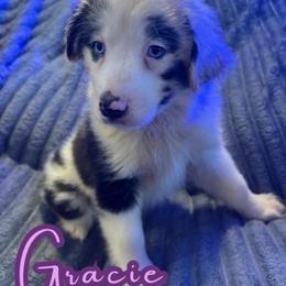 Gracie - Blue merle female Toy Australian Shepherd puppy in Union Grove, North Carolina from Grove Farm