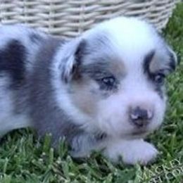 Cardigan Welsh Corgi Puppies from Mackey Cardigans