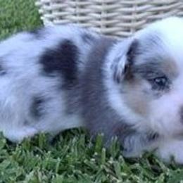 Cardigan Welsh Corgi Puppies from Mackey Cardigans