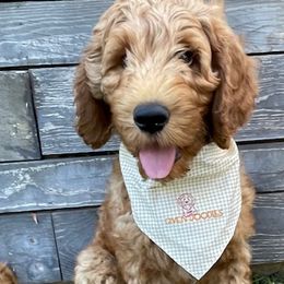 Blue Collar Boy - Red  Goldendoodle puppy in Los Alamitos, California from Given Doodles