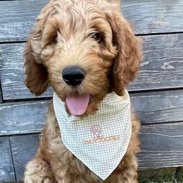 Blue Collar Boy - Red  Goldendoodle puppy in Los Alamitos, California from Given Doodles