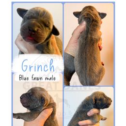Grinch - Fawn male Great Dane puppy in Sac City, Iowa from Northern Great Danes of Colorado & Iowa