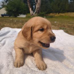 Cucumber - Green collar (5th pick male) - Dark golden male Golden Retriever puppy in Tenino, Washington from Oak River Goldens'