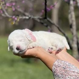 Alba - White female Maremma Sheepdog puppy in Conway, Missouri from 2J 2K Border Collies | Maremma Sheepdogs