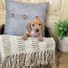 ALC Meet Gerdie :) - Red female Dachshund puppy in Centerville, Iowa from Barnyard Dachshunds, Dals & Doodles