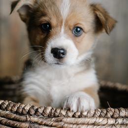 Chet Holmgren - Sable male Pembroke Welsh Corgi puppy in Morrison, Oklahoma from Laird Farms
