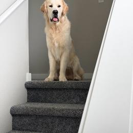 Murphy - ADULT - Light golden male Golden Retriever puppy in Spanaway, Washington from 11 Oaks Kennels