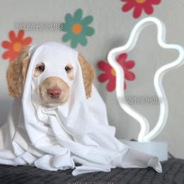Shaggy - Cream male Dachshund puppy in Chandler, Arizona from Vonaducci Doxies, LLC.
