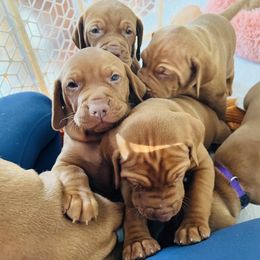 Vizsla Puppies from Royal Vizslas
