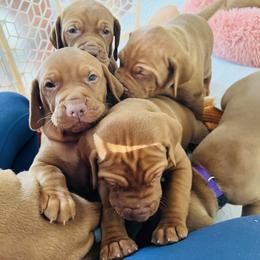 Vizsla Puppies from Royal Vizslas