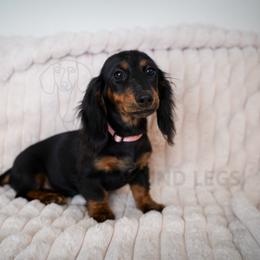 Tina the Jellybean - Black and tan female Dachshund puppy in Temecula, California from Naomi Magee's Dachshund Kennel