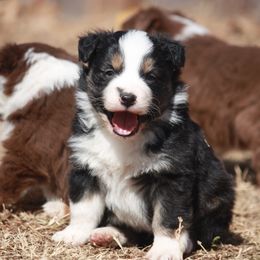 Australian Shepherd Puppies from Rockin Rafter L Aussies