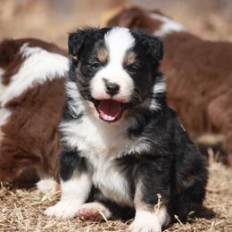 Australian Shepherd Puppies from Rockin Rafter L Aussies
