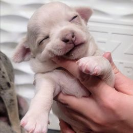 Falkor - Cream and white male Chihuahua puppy in Downey, Idaho from Seven Diamond Chihuahua's