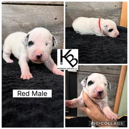 Boy 2 - White and black male Dalmatian puppy in Colome, South Dakota from KB Ridgebacks and Dals, LLC