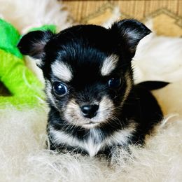 Zeke - Black and tan male Chihuahua puppy in Corpus Christi, Texas from Doubletake Chihuahuas