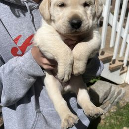 Labrador Retriever and Pembroke Welsh Corgi Puppies from Burress Family Farm and Kennels